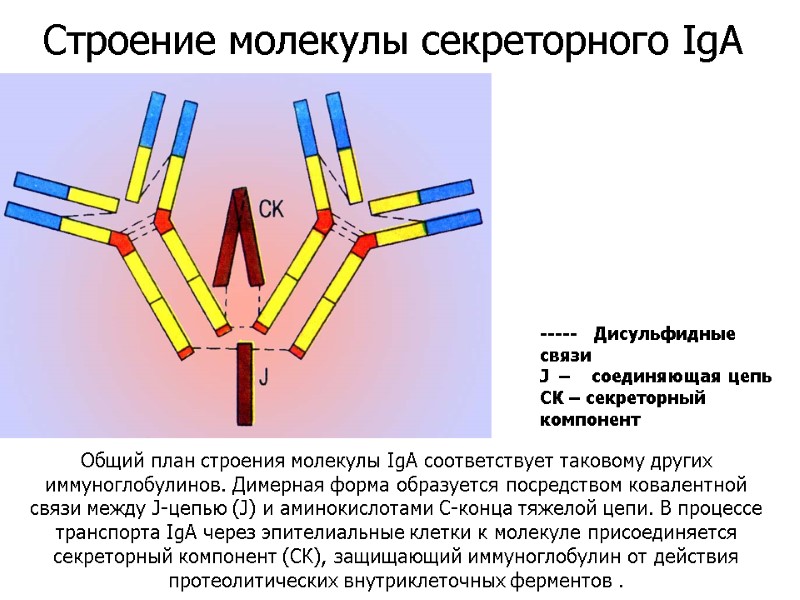 Общий план строения молекулы IgA соответствует таковому других иммуноглобулинов. Димерная форма образуется посредством ковалентной